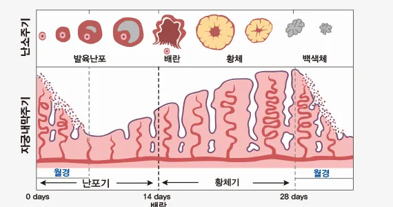 난소주기와 자궁내막주기 다이어그램