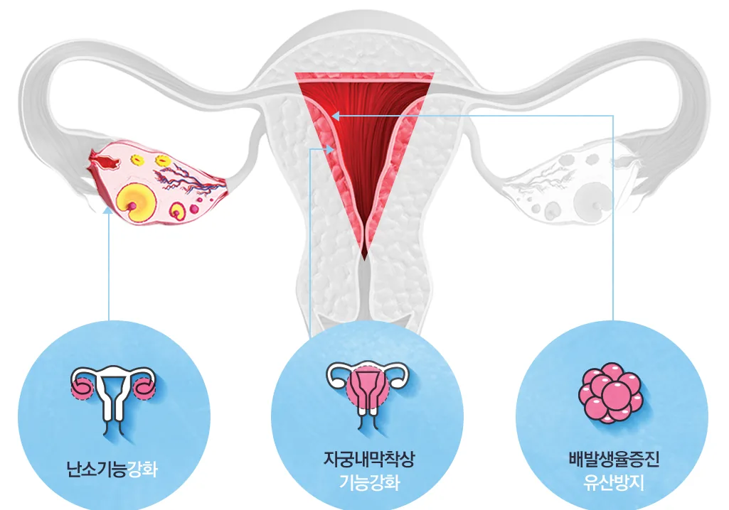 자궁내막 착상 다이어그램